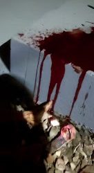 Santa Quitéria do Maranhão – Tragédia : Marido assassina esposa a facadas